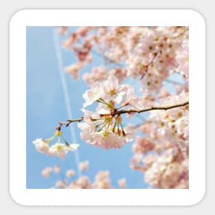 Cherry Blossom 8 Sticker